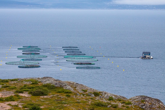 fish farming, norway, sea, fishing industry, aquaculture, nature, ocean